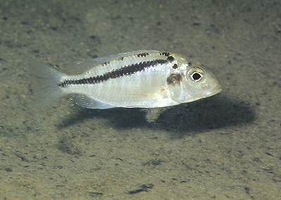 Tramitichromis brevis 'Lupingu'